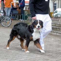 [Les animaux de compagnie dans le Grand-Lyon]