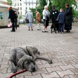 [Les animaux de compagnie dans le Grand-Lyon]