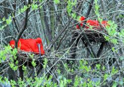 [Parc ornithologique de Villars-les-Dombes]