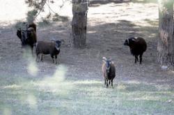 [Moutons dans le cimetière de Loyasse]