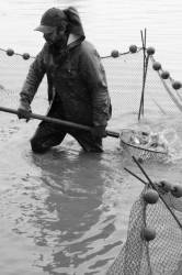Pêche dans la Dombes 24/36 : Le pêcheur remonte l'arvaux...