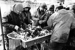 Pêche dans la Dombes 31/36 : Les pêcheurs vident le fond du filet...