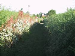 Une allée du parc de Gerland