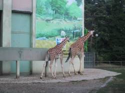 Les girafes de la plaine africaine