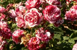 Roses de la roseraie