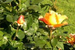 Roses de la roseraie