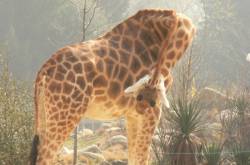 La plaine africaine : girafe