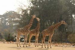 La plaine africaine : girafes