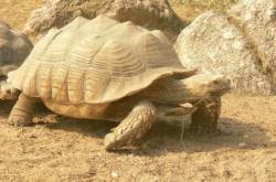 La plaine africaine : tortue sillonnée