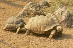 La plaine africaine : tortues sillonnées