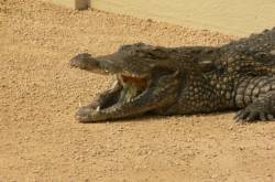 La plaine africaine : crocodile du Nil