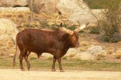 La plaine africaine : taureau Watussi