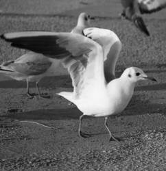 [Une mouette ouvre ses ailes]