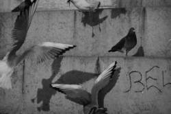 [Les mouettes et leurs ombres]