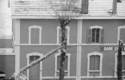 [La coupe des arbres devant l'ancienne gare de Lyon Part-Dieu]