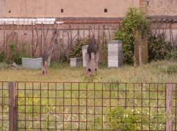 [Jardin éphémère rue Jean-Bourgey]