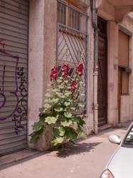 Des fleurs plantées dans le trottoir rue Chalopin