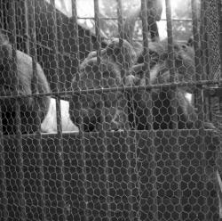 [Des Singes dans leur cage occupés à se toiletter]