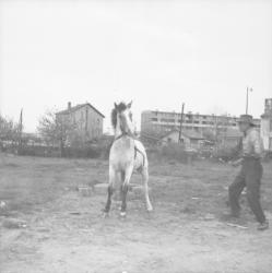 [Entrainement du cheval Tarjan]