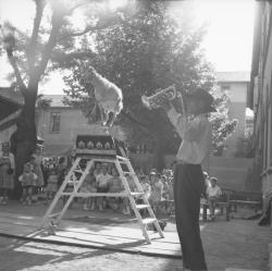 [La chèvre Marguerite en représentation devant l'école]