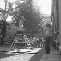 [La chèvre Marguerite en représentation devant l'école]