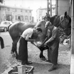 [Vue d'ensemble, le maréchal-ferrant travaille toujours sur le sabot du cheval]