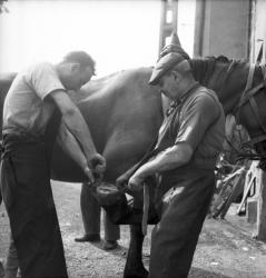 [Portrait du maréchal-ferrant changeant le fer à cheval]