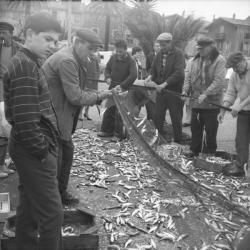 Pêche collective dans le Var