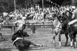 [Match de horse-ball à Miribel]