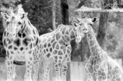 [Girafon au parc animalier de Peaugres]