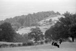 [Paysage des Monts-du-Forez (Loire)]