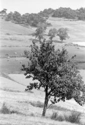 [Paysage des Monts-du-Forez (Loire)]