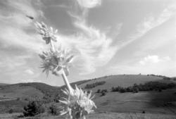 [Paysage des Monts-du-Forez (Loire)]