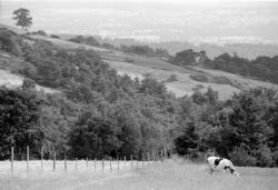 [Paysage des Monts-du-Forez (Loire)]