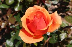 Une rose dans la Roseraie de concours