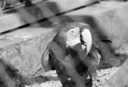 [Les Perroquets du Parc ornithologique de Villars-les-Dombes]