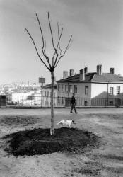 [Les plantations de la place Bellevue]