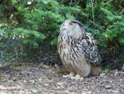 Parc des oiseaux, chouette blanche