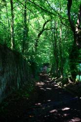 Francheville, chemin de Chalon, vallée de l'Yzeron