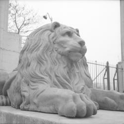 Les Lions de Lyon (sculptures)