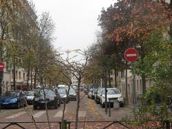 Les arbres sans feuilles