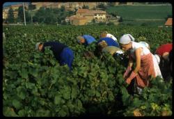 [Vendanges, Theizé]