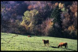 [Automne à Saint-Offenge-Dessus]