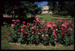 [Rosiers, le Bois-d'Oingt]