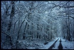 [Chemin et foret enneigés]