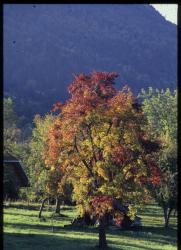 [Automne à Saint-Offenge-Dessus]