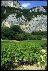 [Vignes, Pont-d'Arc]