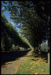 [Le parc de l'hôpital du Vinatier]