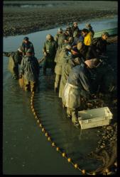 [Pêche dans un étang de la Dombes, Lapeyrouse]