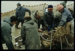 [Pêche dans un étang de la Dombes, Lapeyrouse]